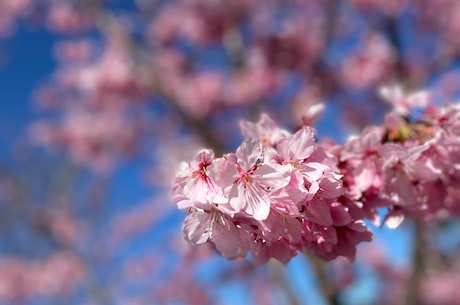 闲看中庭栀子花，品味美好时光