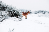 古力特：中国北方第一大滑雪场