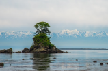 赵高(赵高为何能够纵横江山？)